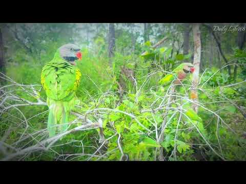 While a man was walking in the woods, he saw a parrot nesting in a tree. #cutebirds #wildlife