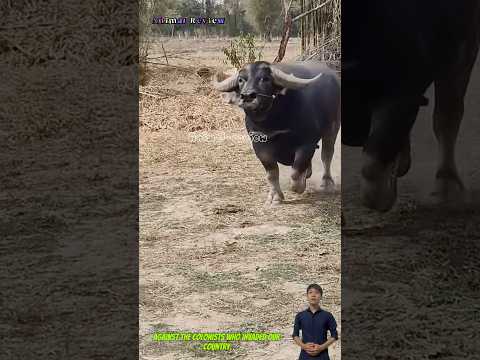 Con trâu thông minh khi thấy chủ nhân đi ngang qua nó vội vã chạy tới vui mừng