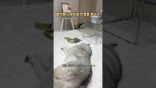 불안형 고양이와 안정형 허스키 (부끄와시끄)
