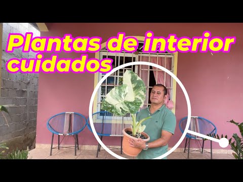 INCREIBLES Secretos para mantener saludables tus plantas de interior tipo Potos y Singonios