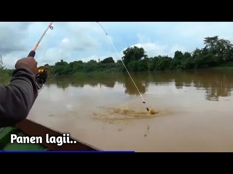 Umpan Baung ini Memang Ampuh!! Gak nyangka bisa panen babon di air keruh?