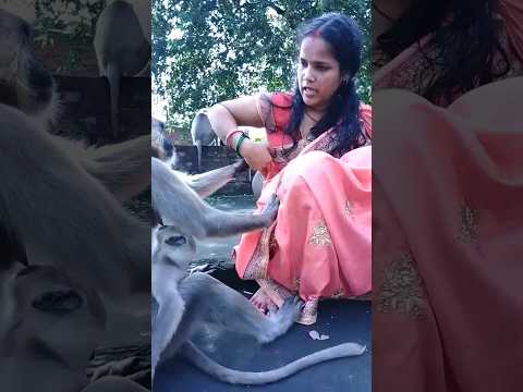 ए इसमे रोटी नहीं है लंगूर जी 🚩🚩🐒🐒🤩 Jay Shri Ram Jay Hanuman Jay Bajrangbali#viral #monkey #shorts