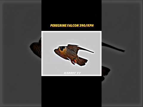 Peregrine falcon 390/kph hunting#animals#wildlife#peregrinefalcon#shorts