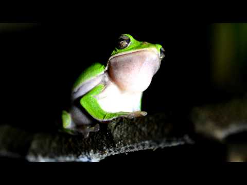 諸羅樹蛙鳴叫 - YouTube(1分12秒)