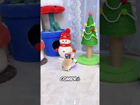 El dueño está preparando a sus gatos para las vacaciones. #cat #pet #shorts