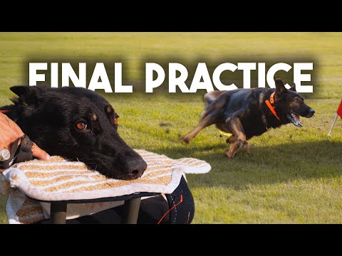 Prepping our Champion German Shepherds for the Championship 🏆🐺