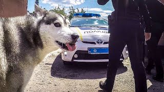 ПОЛИЦИЯ ЗАБИРАЕТ у нас СОБАКУ! Беспредел Полиции.
