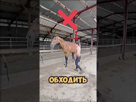 🐴Ошибки, которые нельзя допускать рядом с лошадью