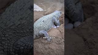 The female crocodile laid eggs with her front paws, and then the eggs were dug away  #reptiles #cro