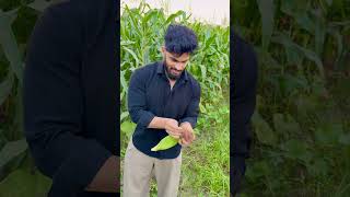 बिना किसी केमिकल के देसी खाद से तैयार #pawansahu #motivation