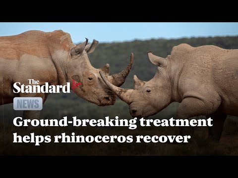 Ground breaking treatment helps rhinoceros recover from broken leg