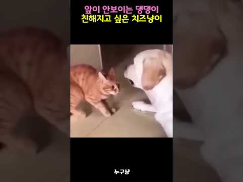 앞이 안보이는 댕댕이한테 보인 냥이의 놀라운 행동