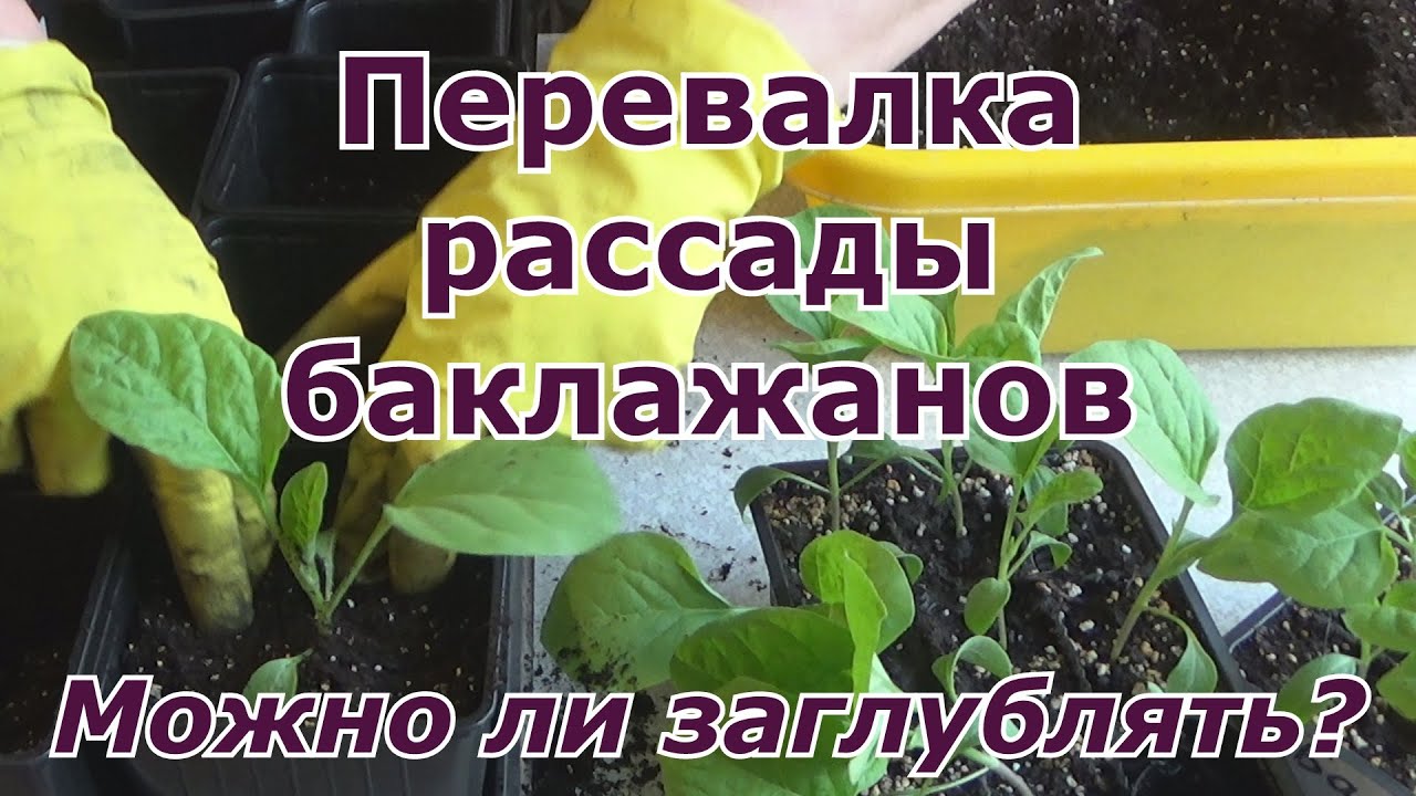 Перевалка рассады баклажанов. Можно ли заглублять рассаду баклажанов?