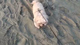 kenichi kenichi shihtzu sa dagat | kenichi shihtzu go to beach