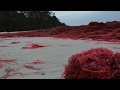 Algae and Their Ecological Importance