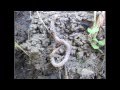 Ecosystem Roles and Energy Transfer