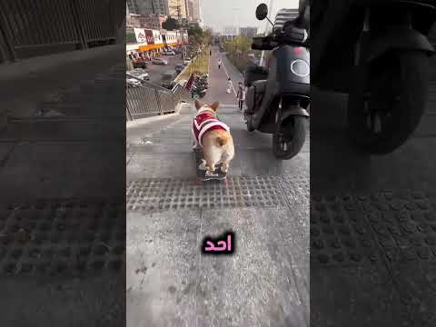 ูู ุฃูุช ุตุฏูู ุฑููู ุงูุญููููุ ๐ถโค๏ธ