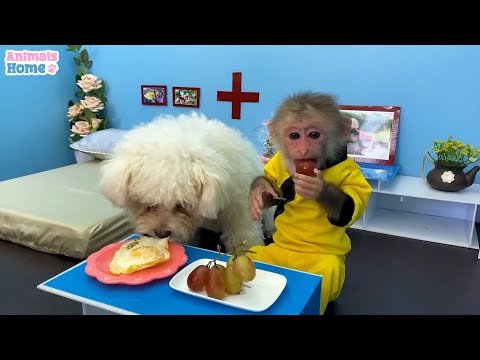 BiBi Helps His Animal Buddies