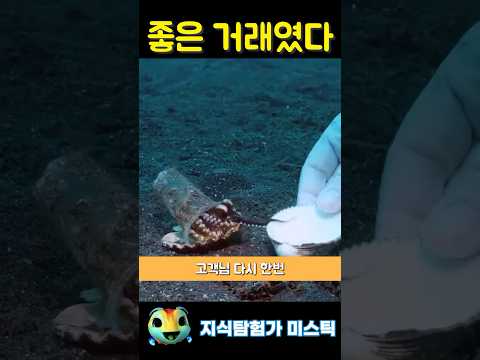 잠수부가 문어한테 거래를 시도하는 이유