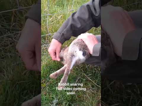rabbit snaring in the uk full video coming soon #hunting #trapping #rabbithunting