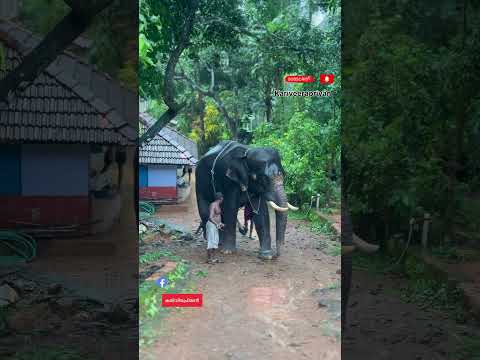 ആനയെ വെറുതെ തല്ലരുത് ..ദേഷ്യം വന്ന് ആനക്കാരൻ 😡 #viralshorts #elephant #viral #viralshort
