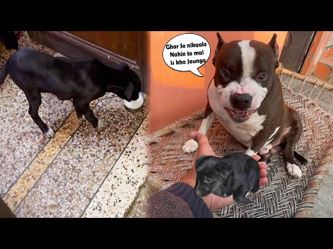 Mafia Puppy ke upar Khatarnak wala gussa ho gaya 😨 | Mafia The Pitbull