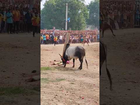 Verran mandiyitta tharaunam #jallikattu #pongalwhatsappstatus