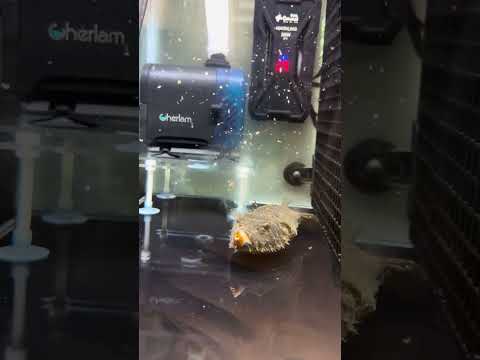 Poisonous Puffer Fish Meal ๐ก- Part 30