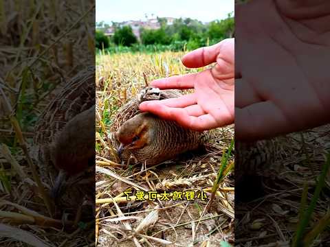 The little pheasant is so cute. #birds