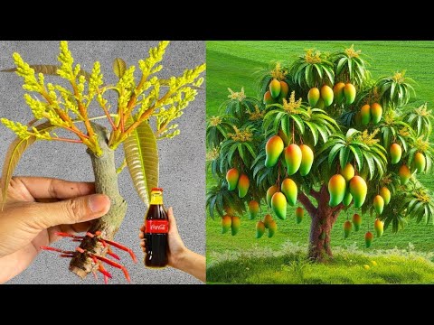 🌿Best way to mango tree from cutting🥭🥭