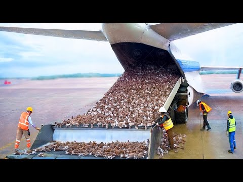 On A Largué Des Milliers De Chats Sur Une Île Infectée