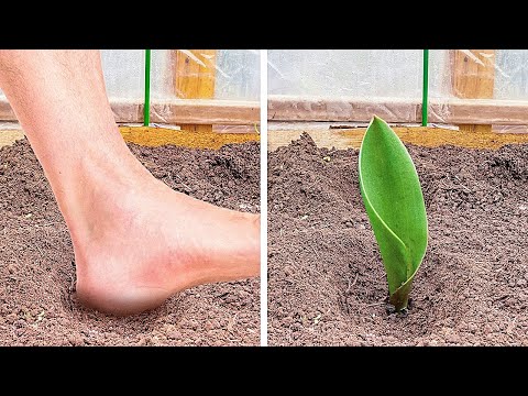 Easy Plant Growing Ideas at Home 🪴