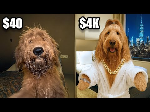 $40 vs $4000 Hotels With A Famous Dog!