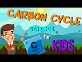Exploring the Carbon Cycle and Its Importance