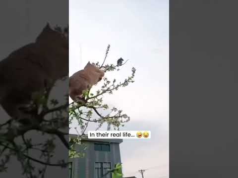 Kitty cat try to catch a mouse in the top of the tree