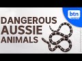 Venomous Snakes in Australia