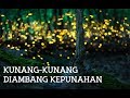 Ancaman dan Harapan untuk Kunang-kunang