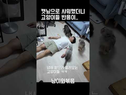 캣닢 우려서 샤워하기 고양이들 반응 ㅋㅋㅋ