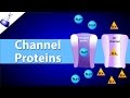 Ion Transport Mechanisms in Neurons