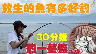 【釣魚日記】路過遇到紅沙大軍壓境….單兵該如何處置…每個人都竿竿落水咬.Taiwan girl fishingエビ釣り어업｜采蓁 Patti