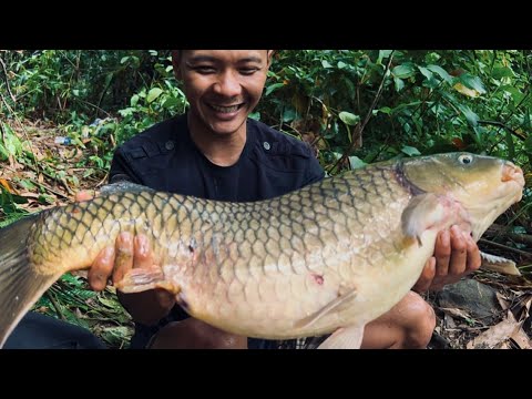 Quái vật Chép Bò Lâu Năm Trong Rừng Mưa Nhiệt Đới￼ / I caught a very big fis