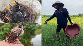 Chim Chào Mào Non Bị Rơi Xuống Ao // Tổ Choè Than Non Cuối Vụ // @Tuânhue1982 .