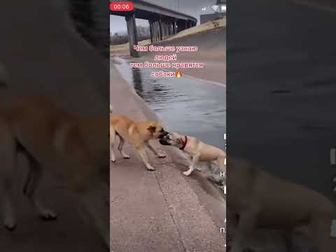 #shortsclip #собака  #dog