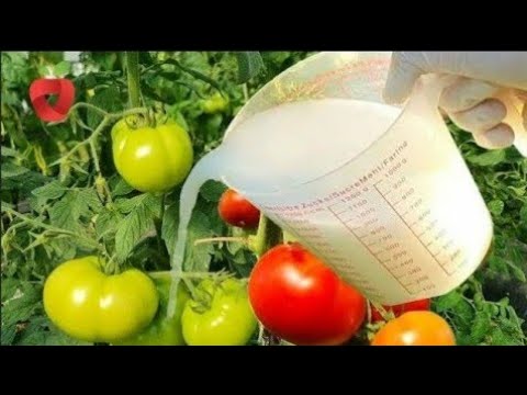 Nemojte pogriješiti - Kada i kako zalijevati biljke u vrtu?