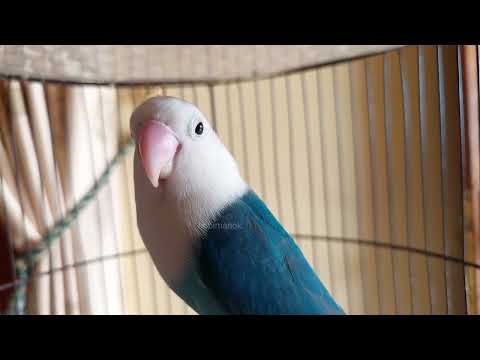 LOVE BIRD ngetik NGEKEK gacor full fighter !! Pelatihan lovebird agar ngekek