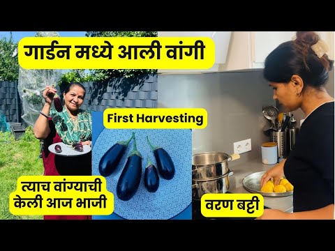 First Harvesting .. गार्डन मध्ये आली वांगी | त्याच वांग्याची केली आज भाजी | वरण बट्टी #1291