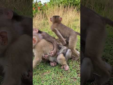 Wow lot of monkeys _ so beautiful #monkey #shorts #animals #youtubeshorts #friends