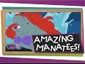 Manatee Facts and Misconceptions
