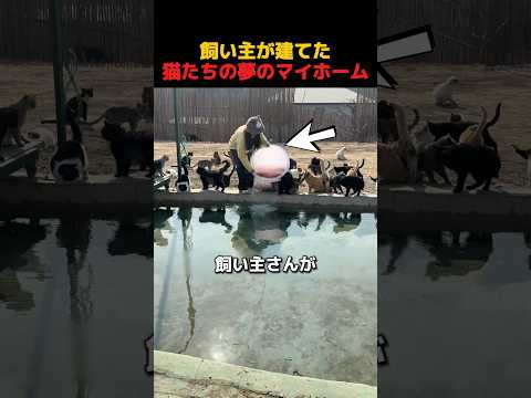 飼い主が建てた猫たちの夢のマイホーム