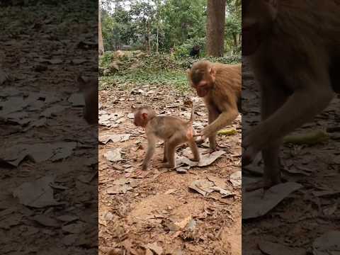 Old and new abandoned with Liza #monkey #monkeys